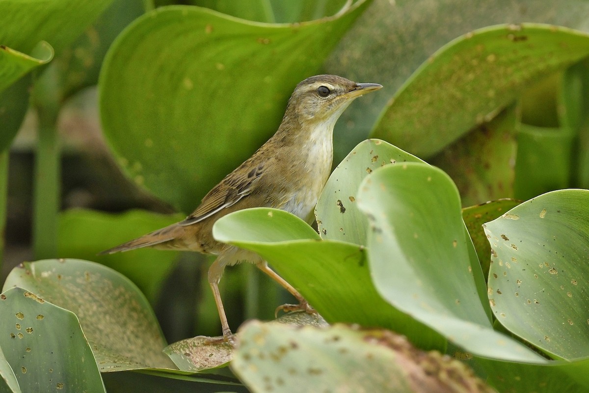 Pallas's Grasshopper Warbler - ML617415669