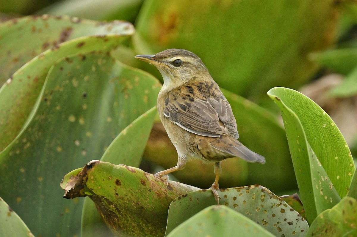 Pallas's Grasshopper Warbler - ML617415672