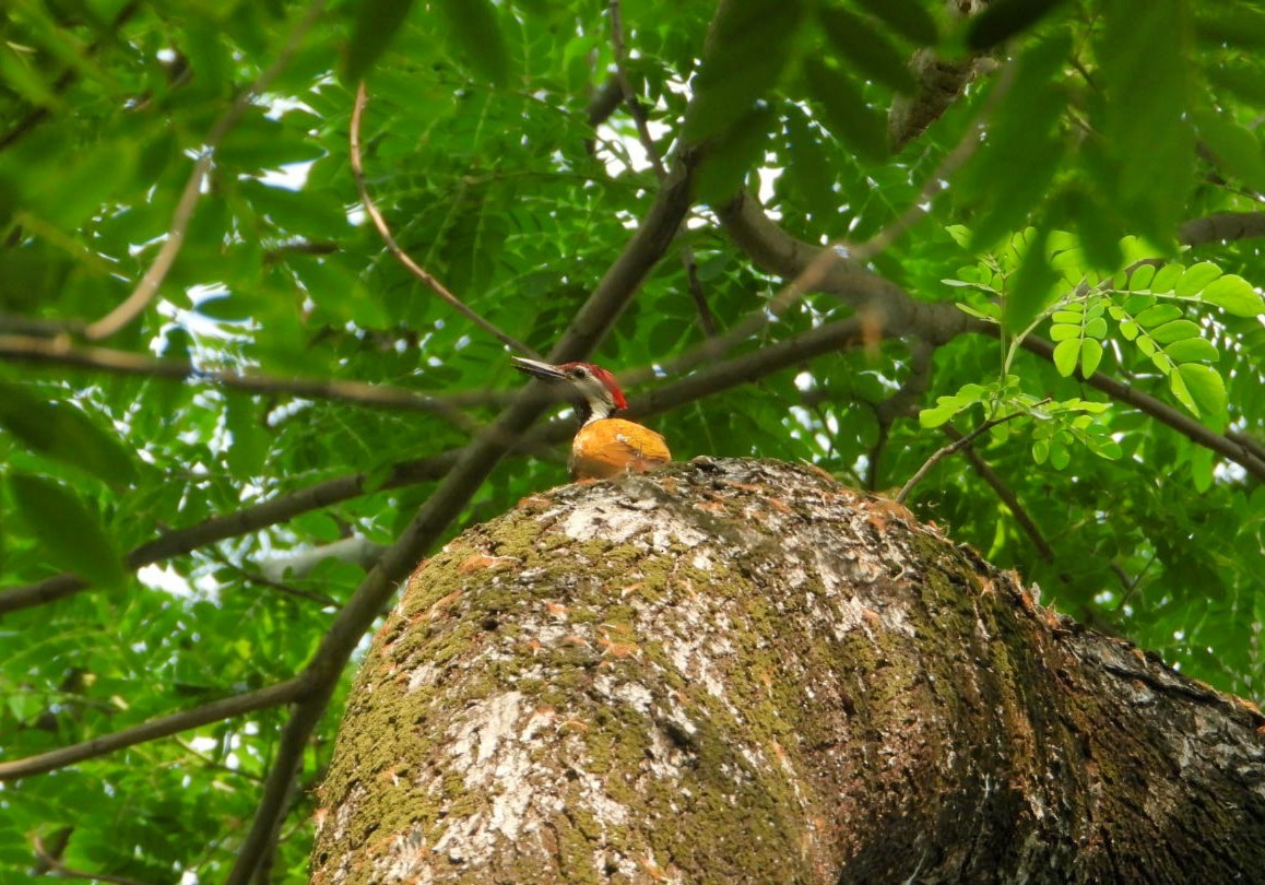 Black-rumped Flameback - ML617415673