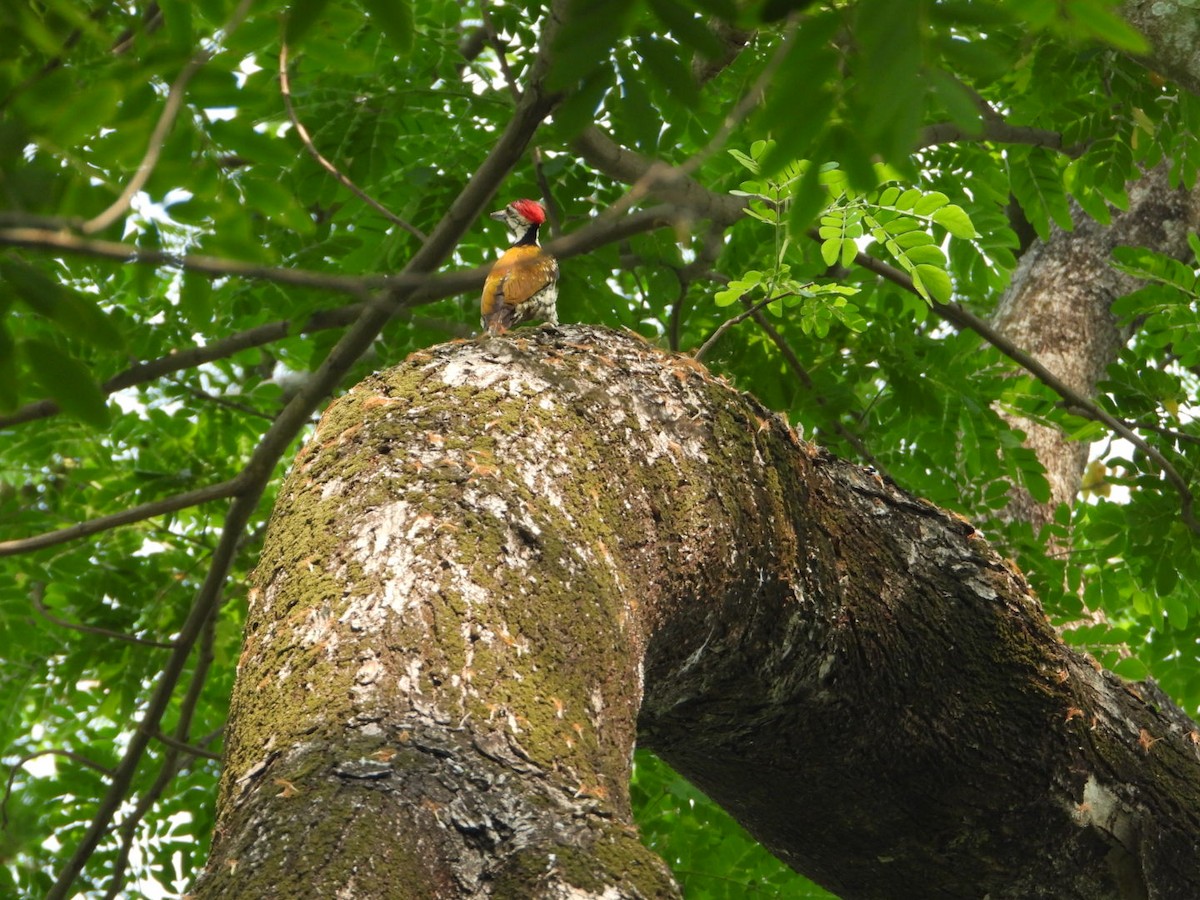 Black-rumped Flameback - ML617415674