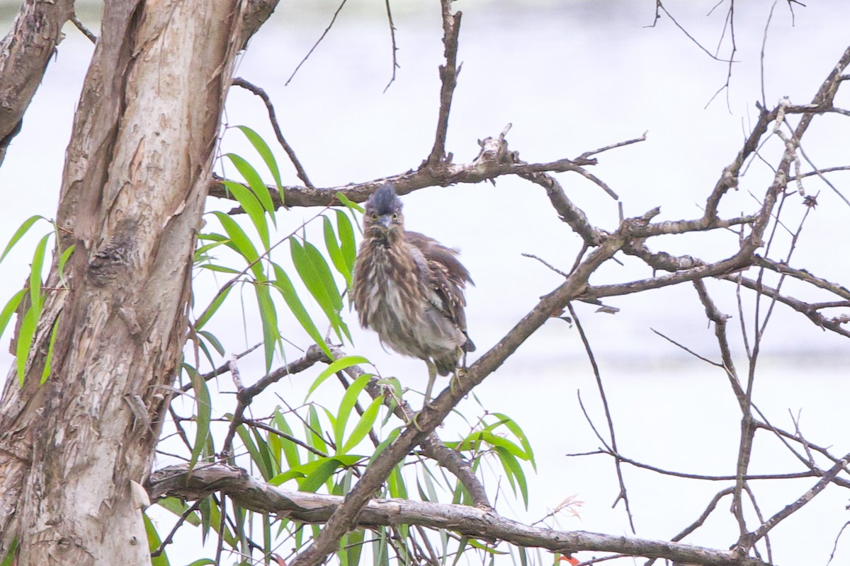 Striated Heron - John Hurrell