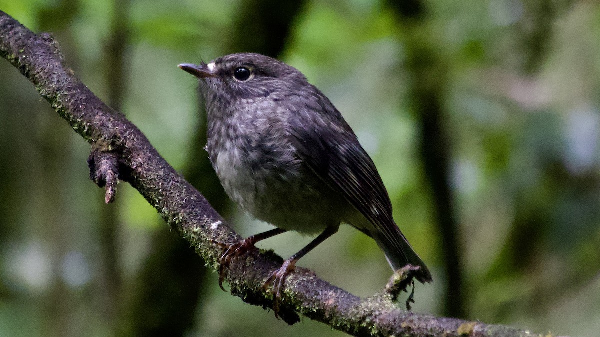 North Island Robin - ML617415681