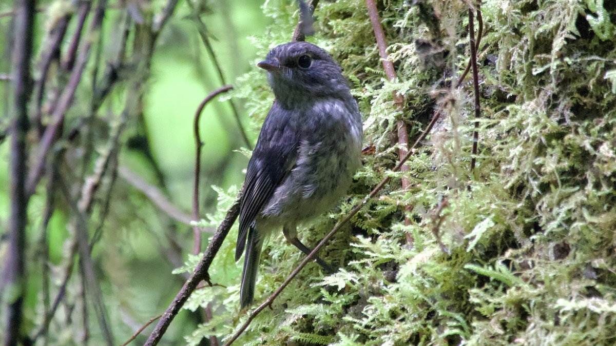 North Island Robin - ML617415683