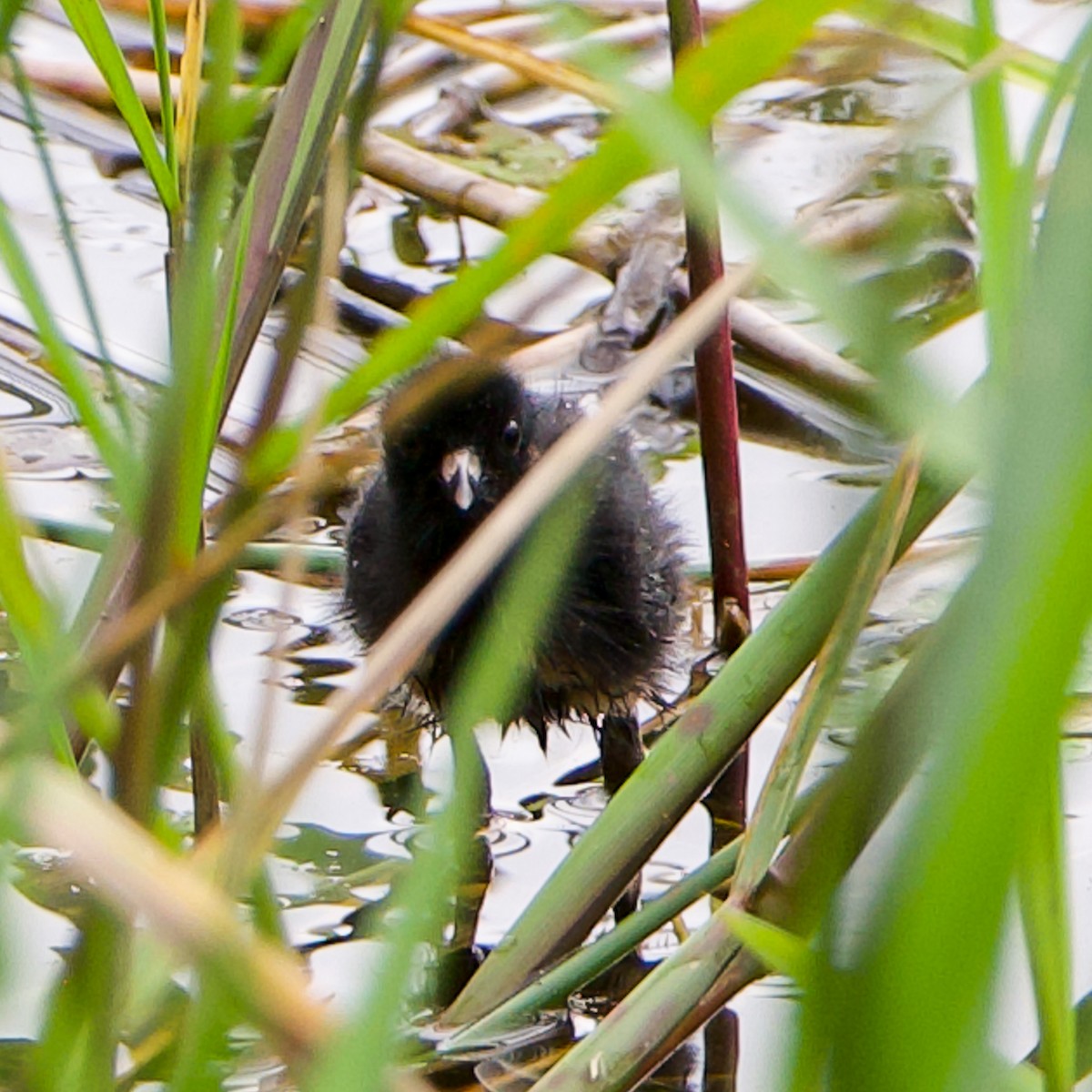 White-browed Crake - ML617415687