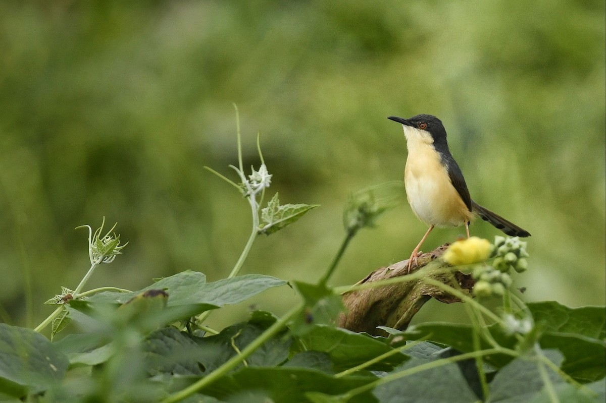 Ashy Prinia - ML617415694