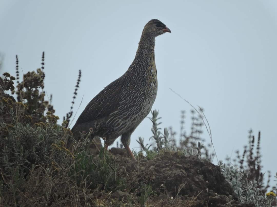 Francolin à cou roux (castaneicollis) - ML617415702