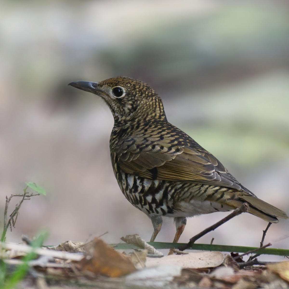 Bassian Thrush - ML617415705