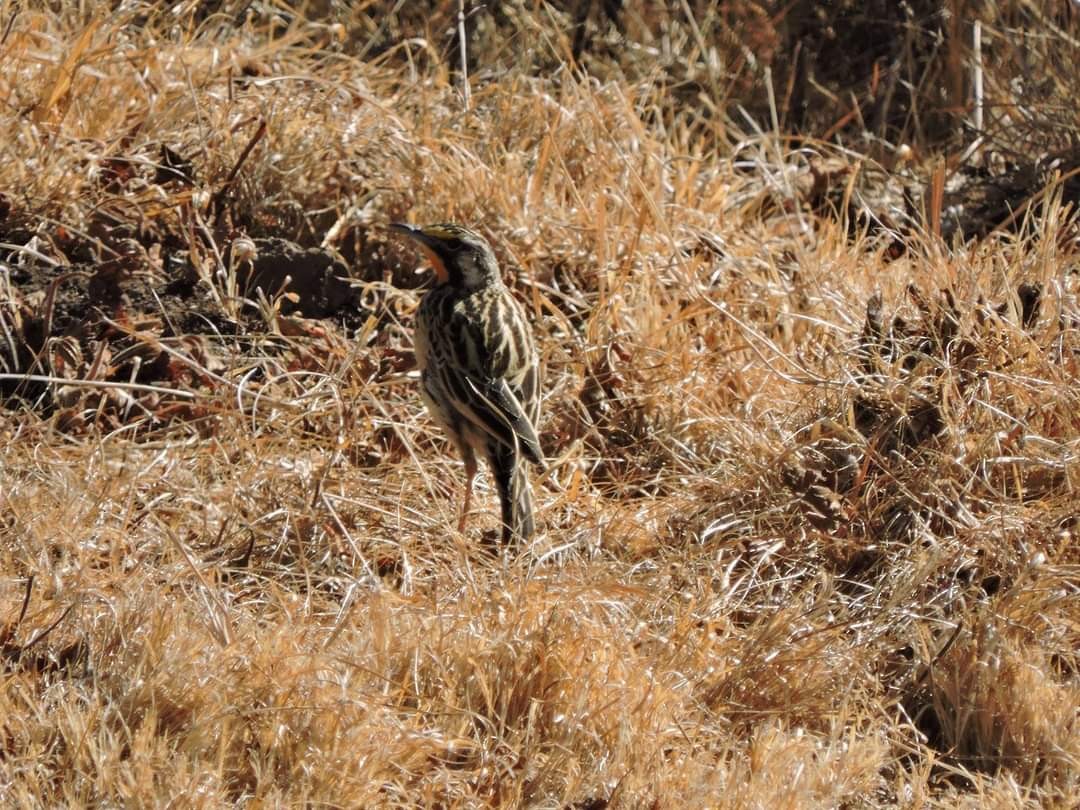 Sentinelle d'Abyssinie - ML617415718