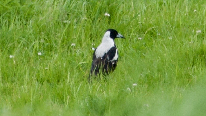 Australian Magpie - ML617415720