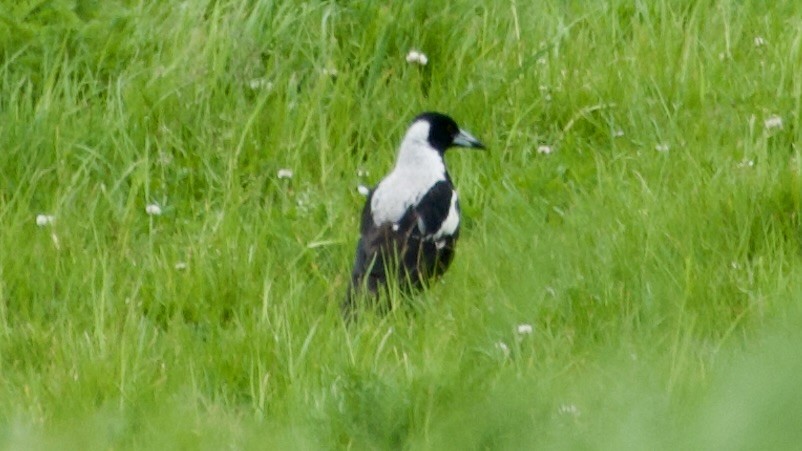 Australian Magpie - ML617415720