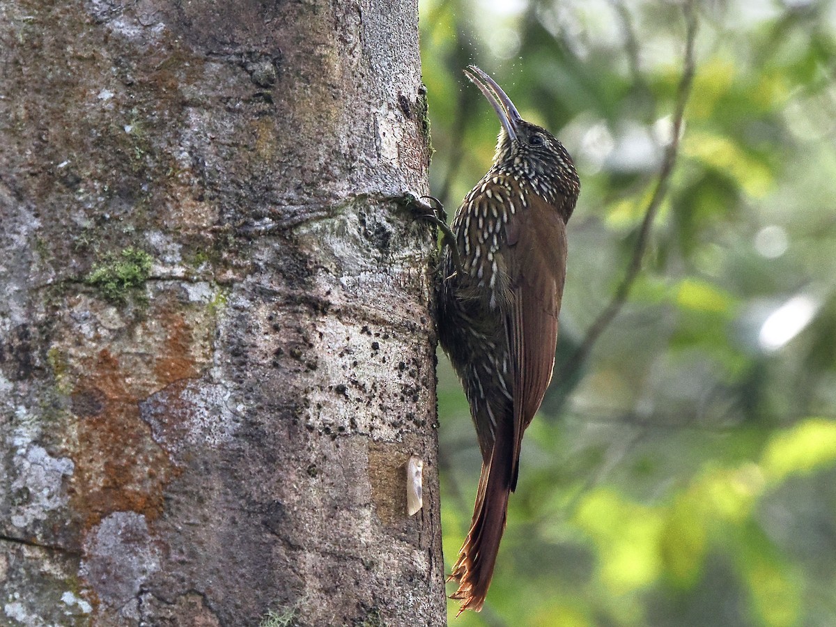 Montane Woodcreeper - ML617415721