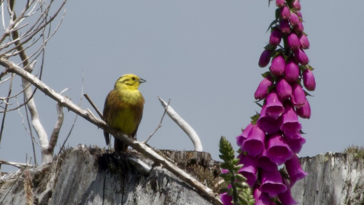 Yellowhammer - ML617415725