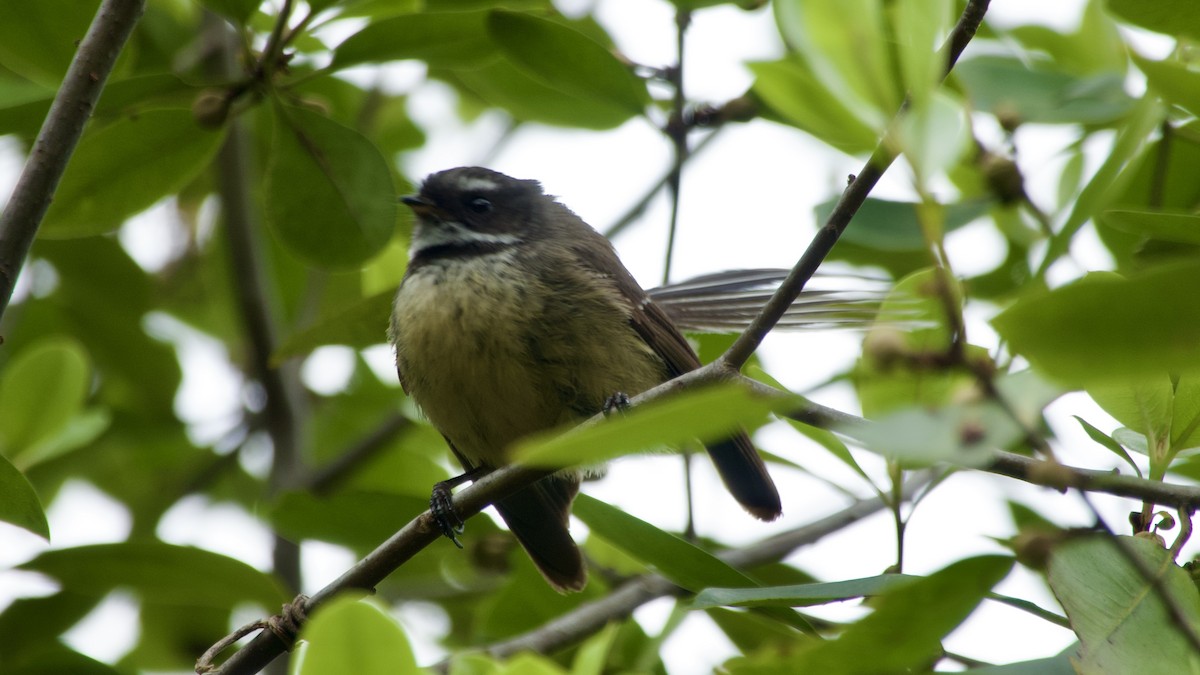 New Zealand Fantail - ML617415727