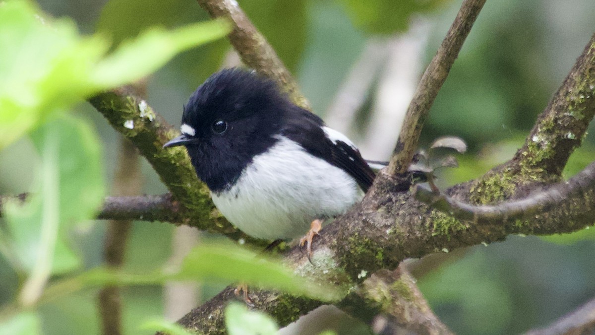 Tomtit (New Zealand) - ML617415731