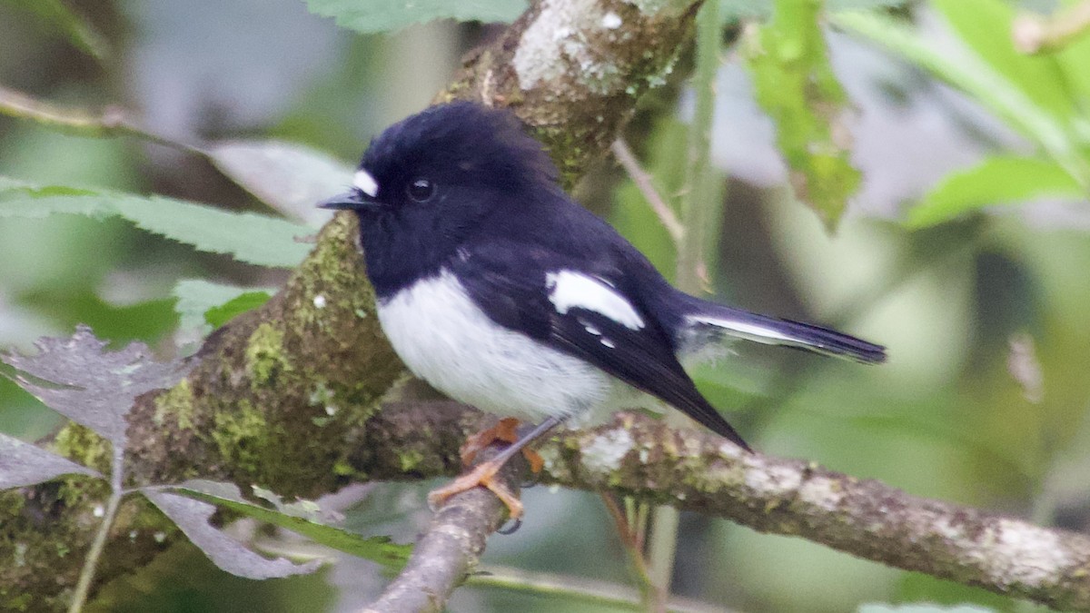 Tomtit (New Zealand) - ML617415734