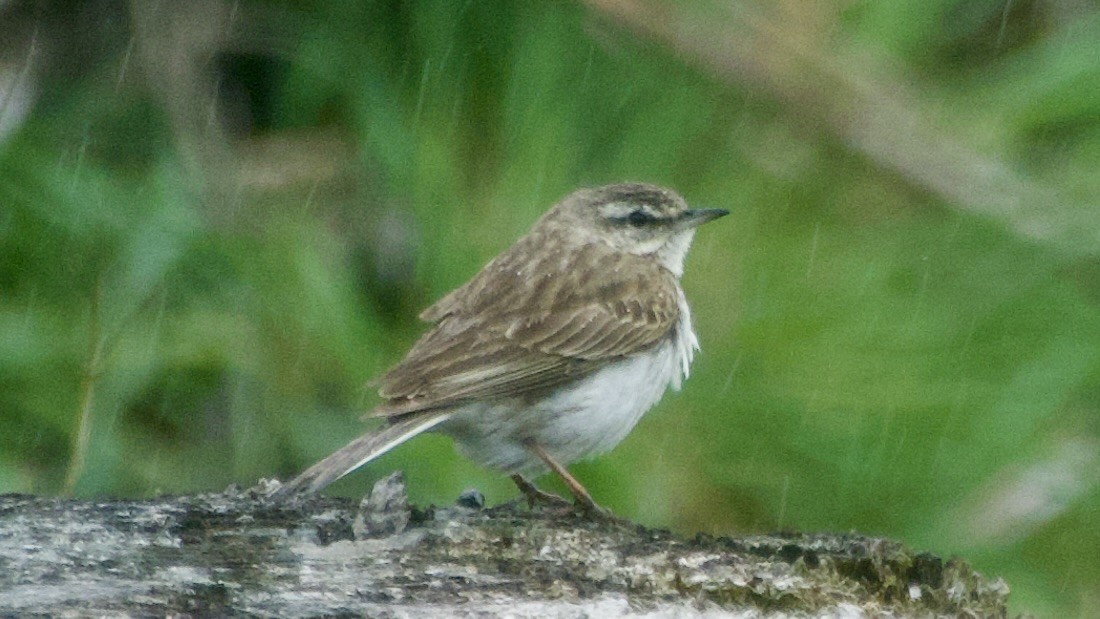 New Zealand Pipit - ML617415744