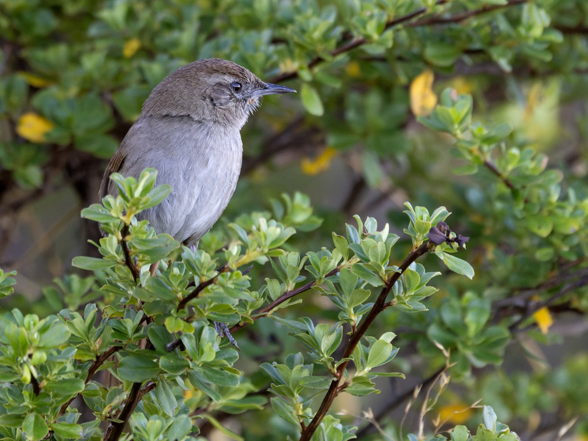 Perija Thistletail - ML617415755