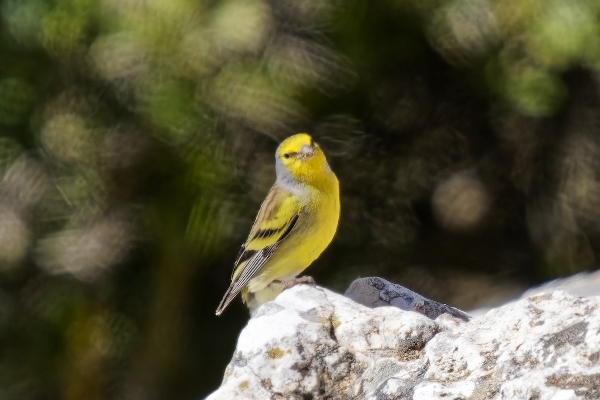 Corsican Finch - ML617415759