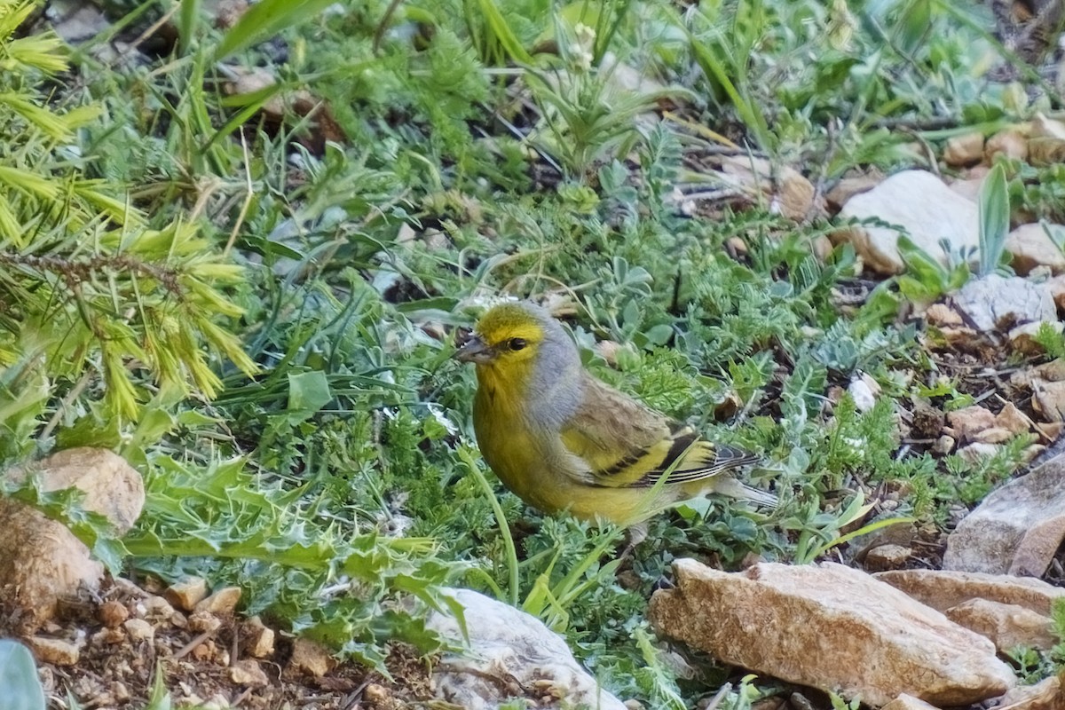 Corsican Finch - ML617415760