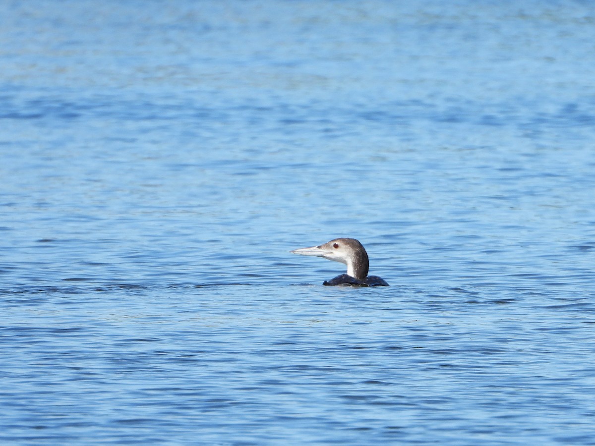 Plongeon huard - ML617415777