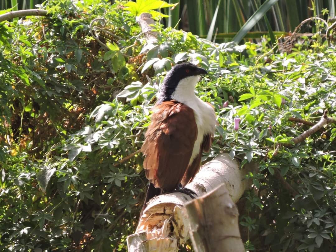 Blue-headed Coucal - ML617415782