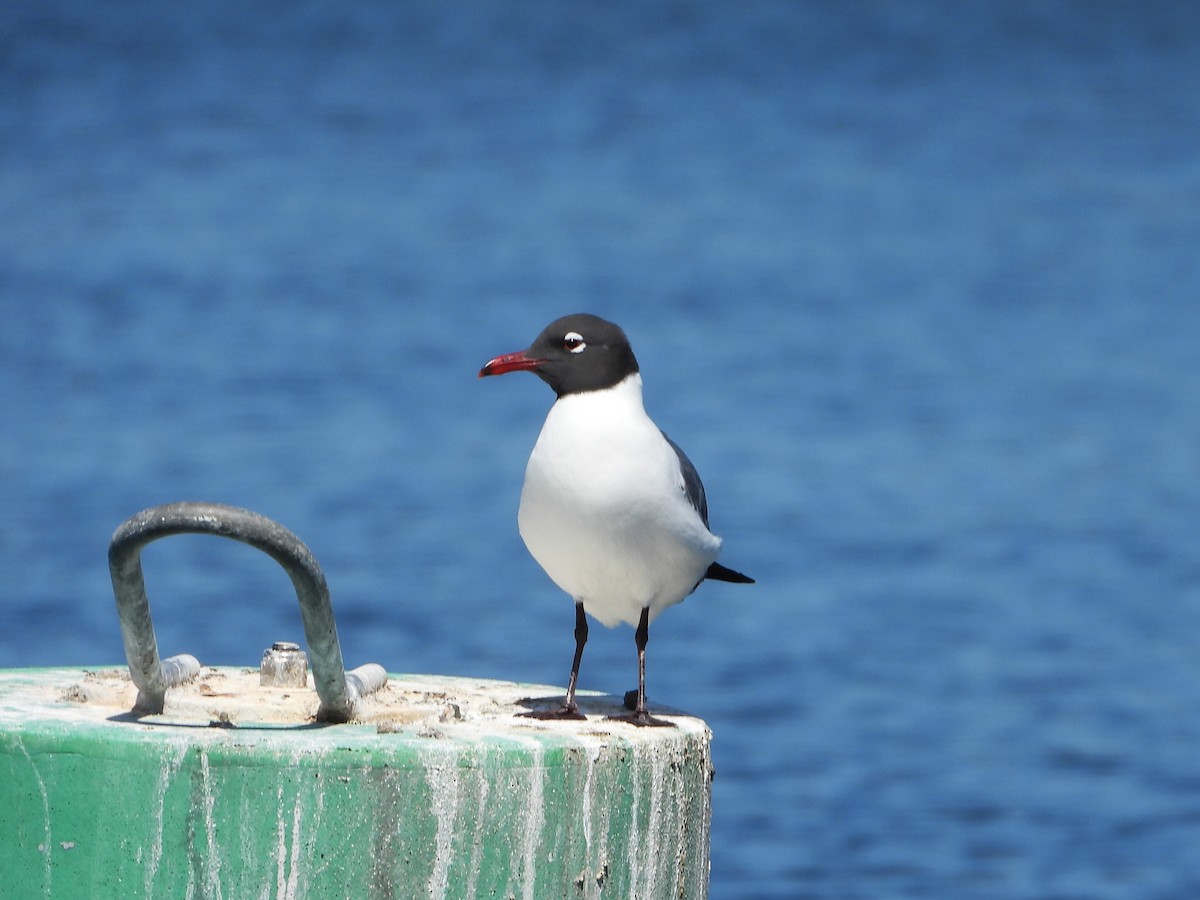 Laughing Gull - ML617415785