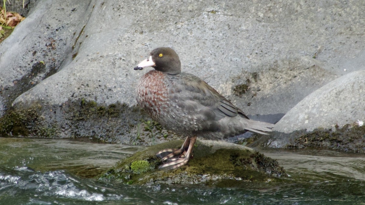 Blue Duck - Jan Ekkers