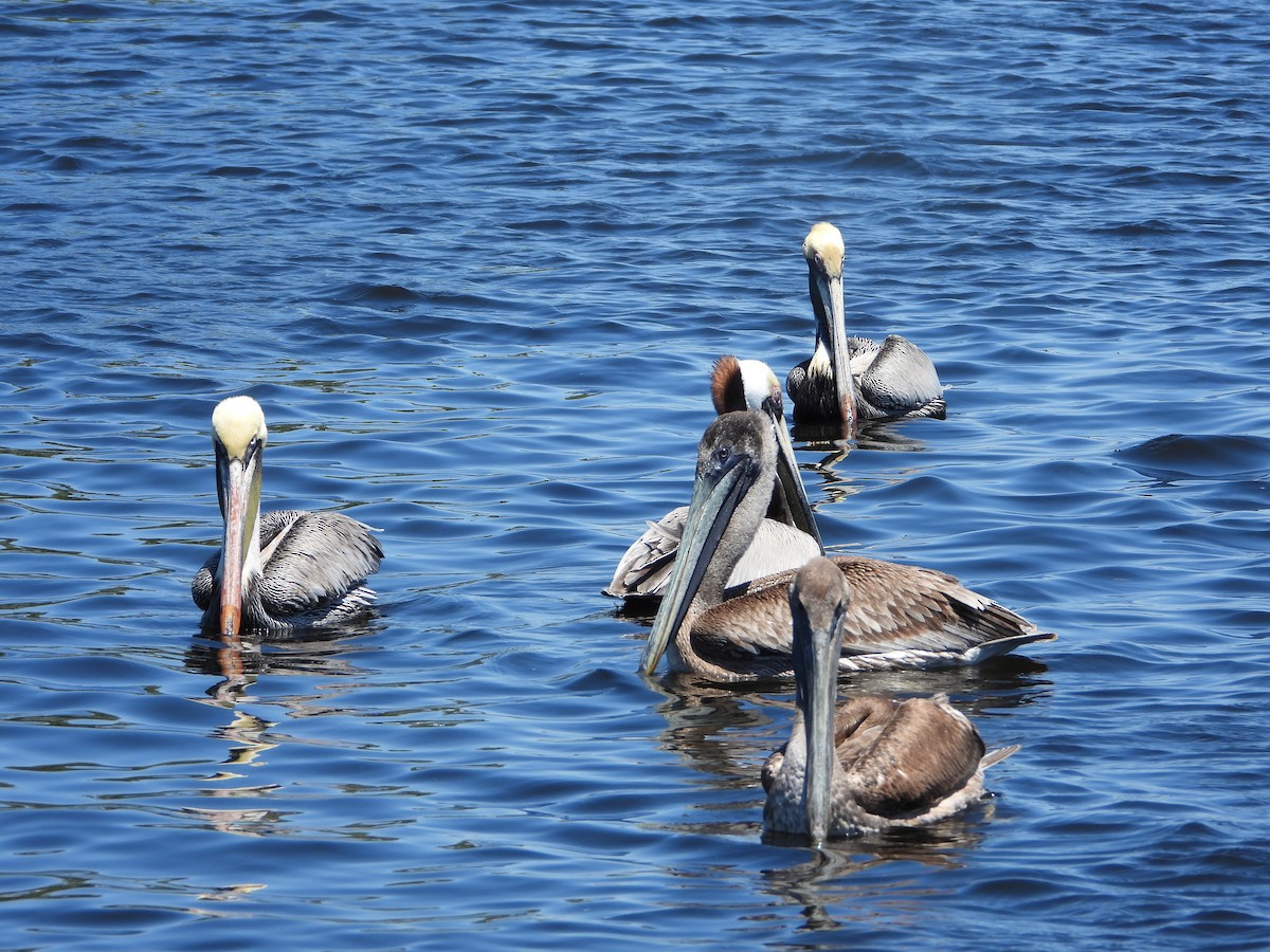 Brown Pelican - ML617415794