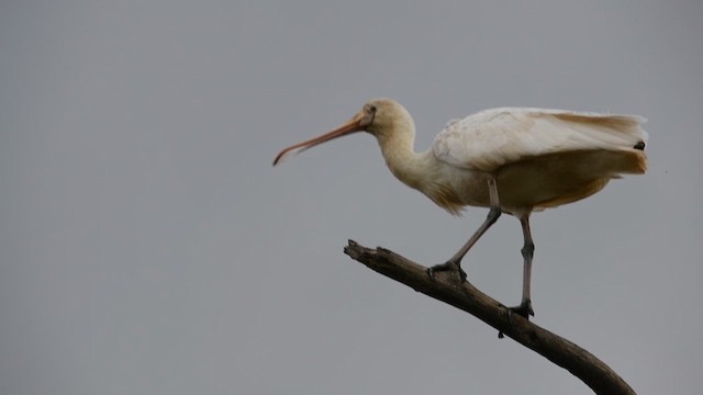 Yellow-billed Spoonbill - ML617415929