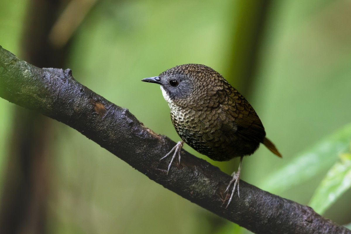 Pale-throated Wren-Babbler - ML617415969