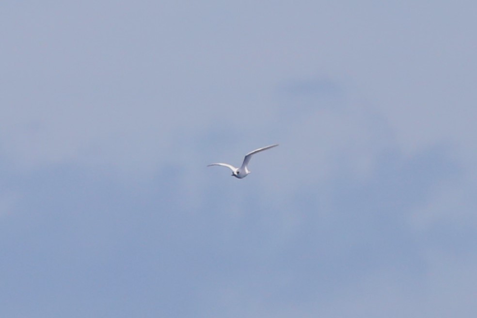 White Tern - ML617415973
