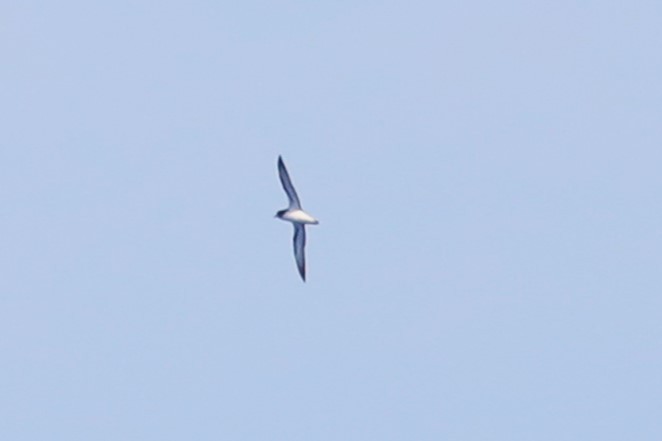 Gould's Petrel - ML617415988