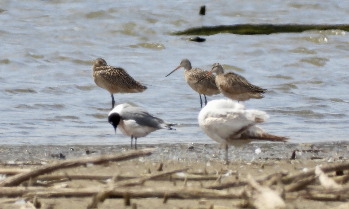 Marbled Godwit - ML617416060