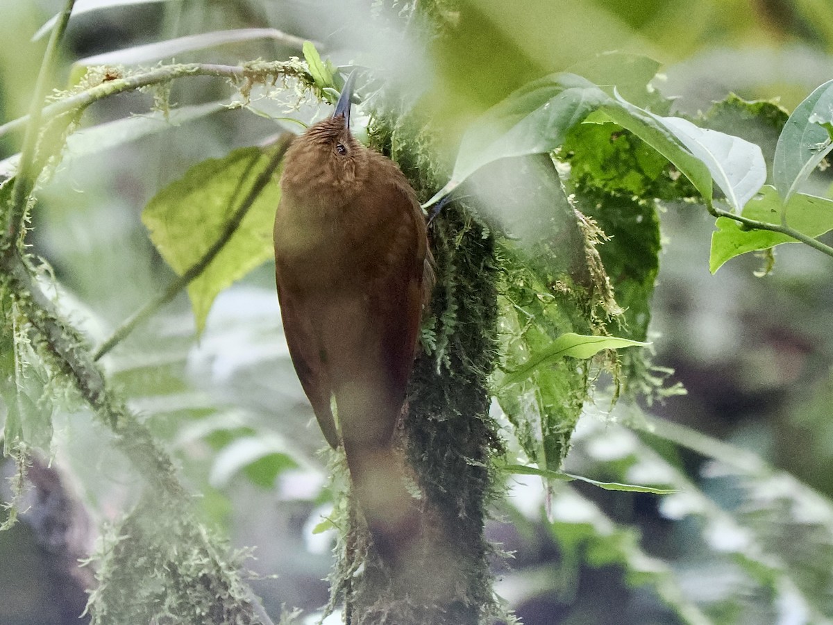 Tyrannine Woodcreeper - ML617416067