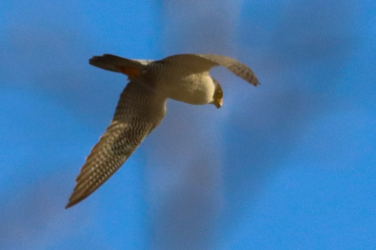 Peregrine Falcon - Lisa Bacon