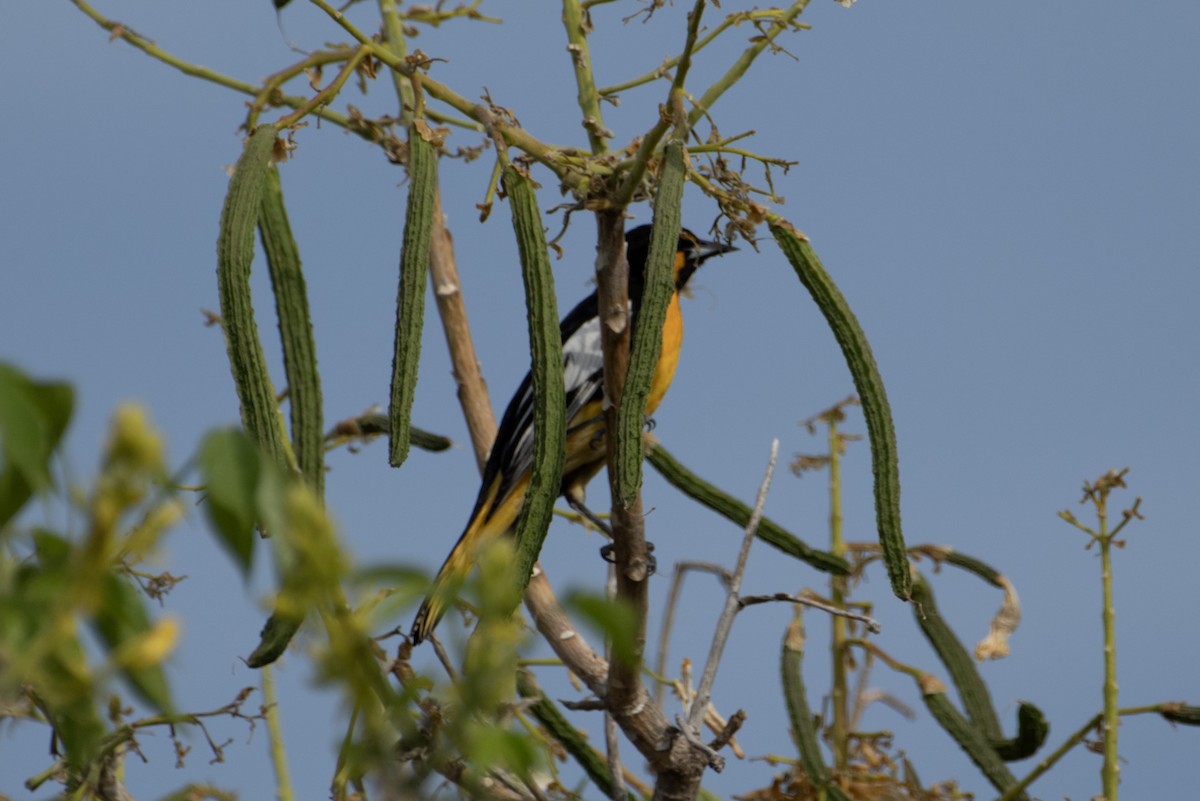 Black-backed Oriole - James Hatfield