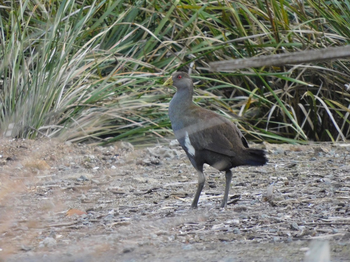 Tasmanian Nativehen - ML617416133