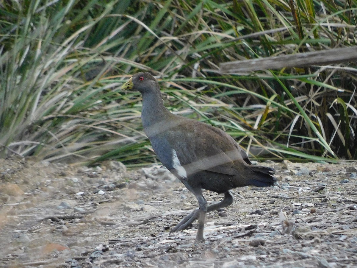 Gallinule de Tasmanie - ML617416134