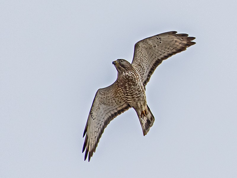 Breitflügelbussard - ML617416178