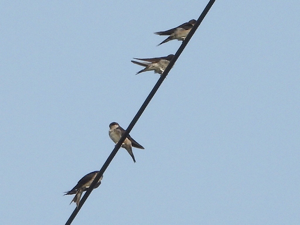 Western House-Martin - Renuka Vijayaraghavan
