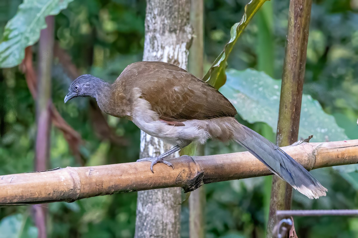 Chachalaca Cabecigrís - ML617416212