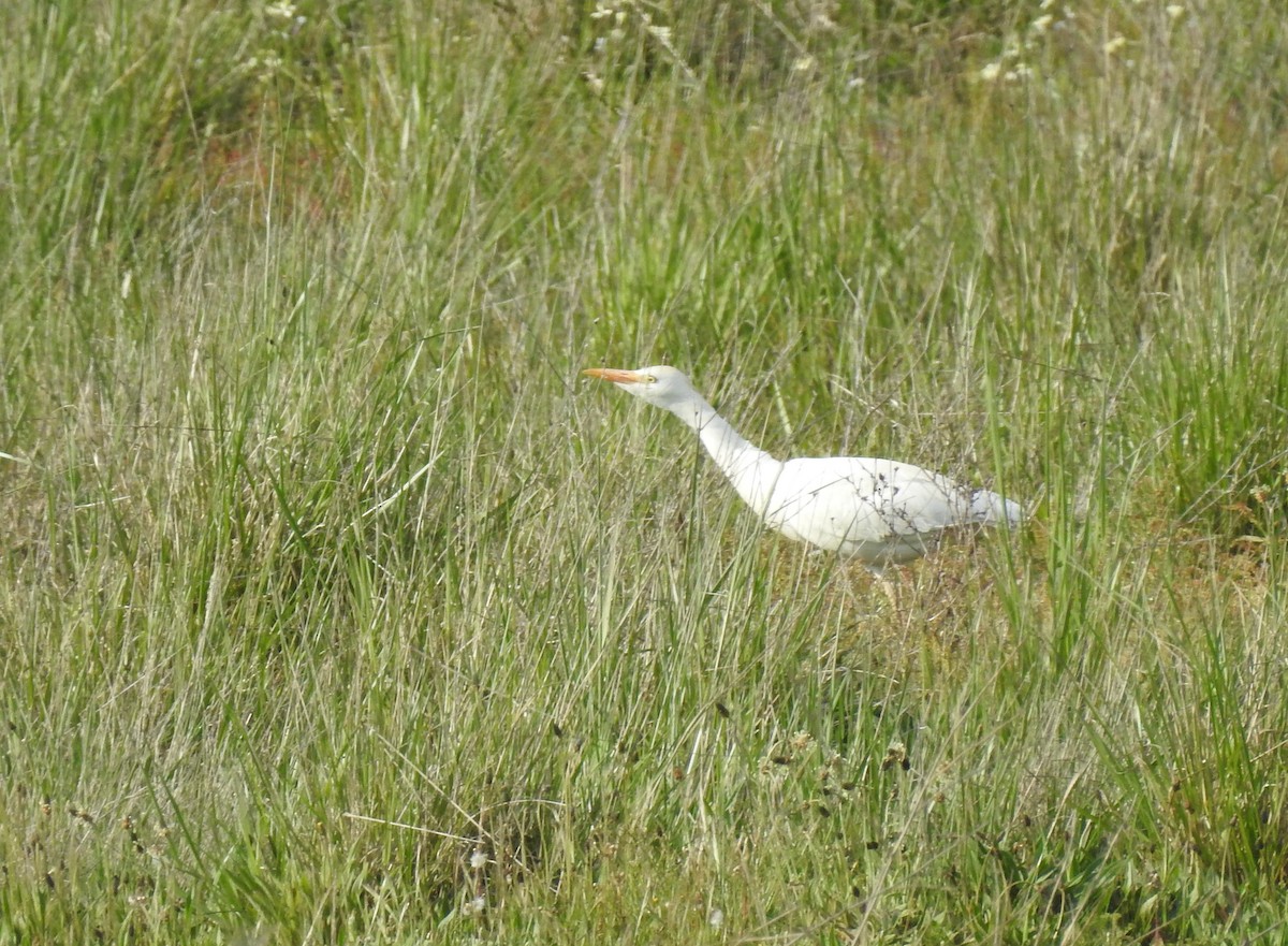 Western Cattle Egret - ML617416240