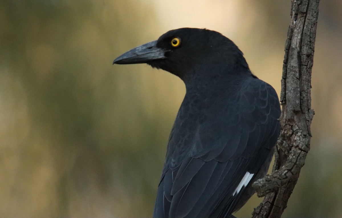 Pied Currawong - ML617416328