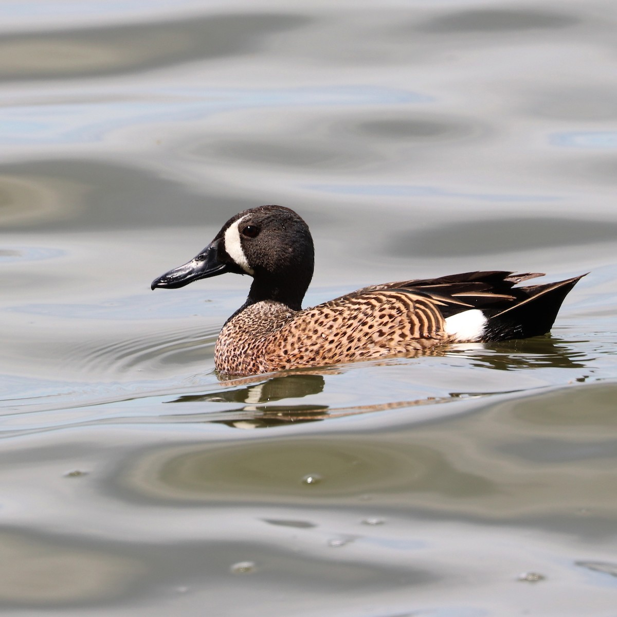Blue-winged Teal - ML617416349