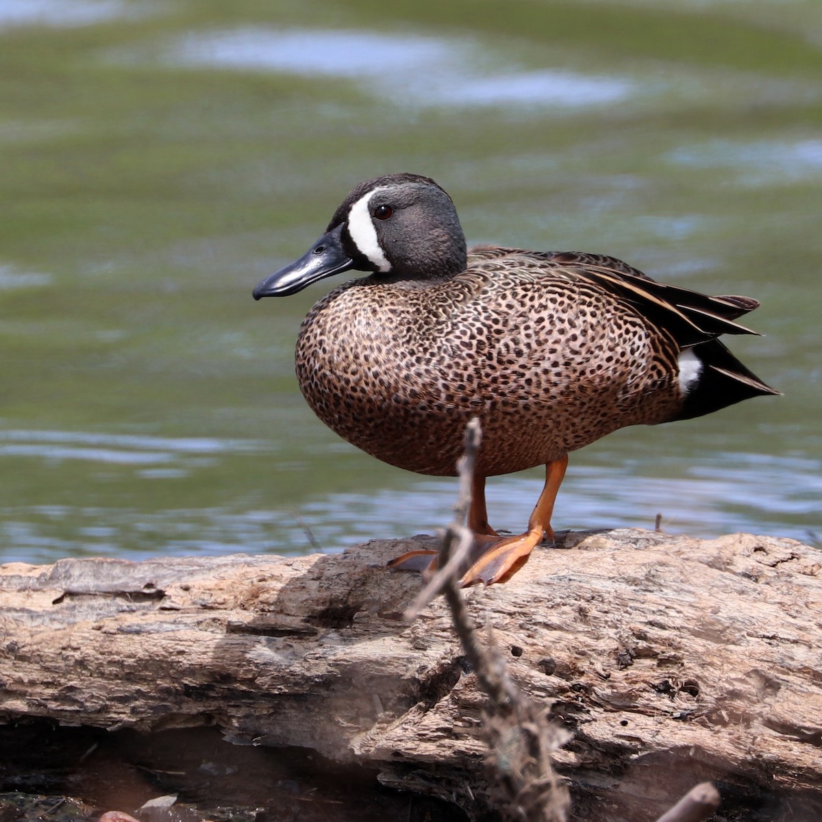 Blue-winged Teal - ML617416350