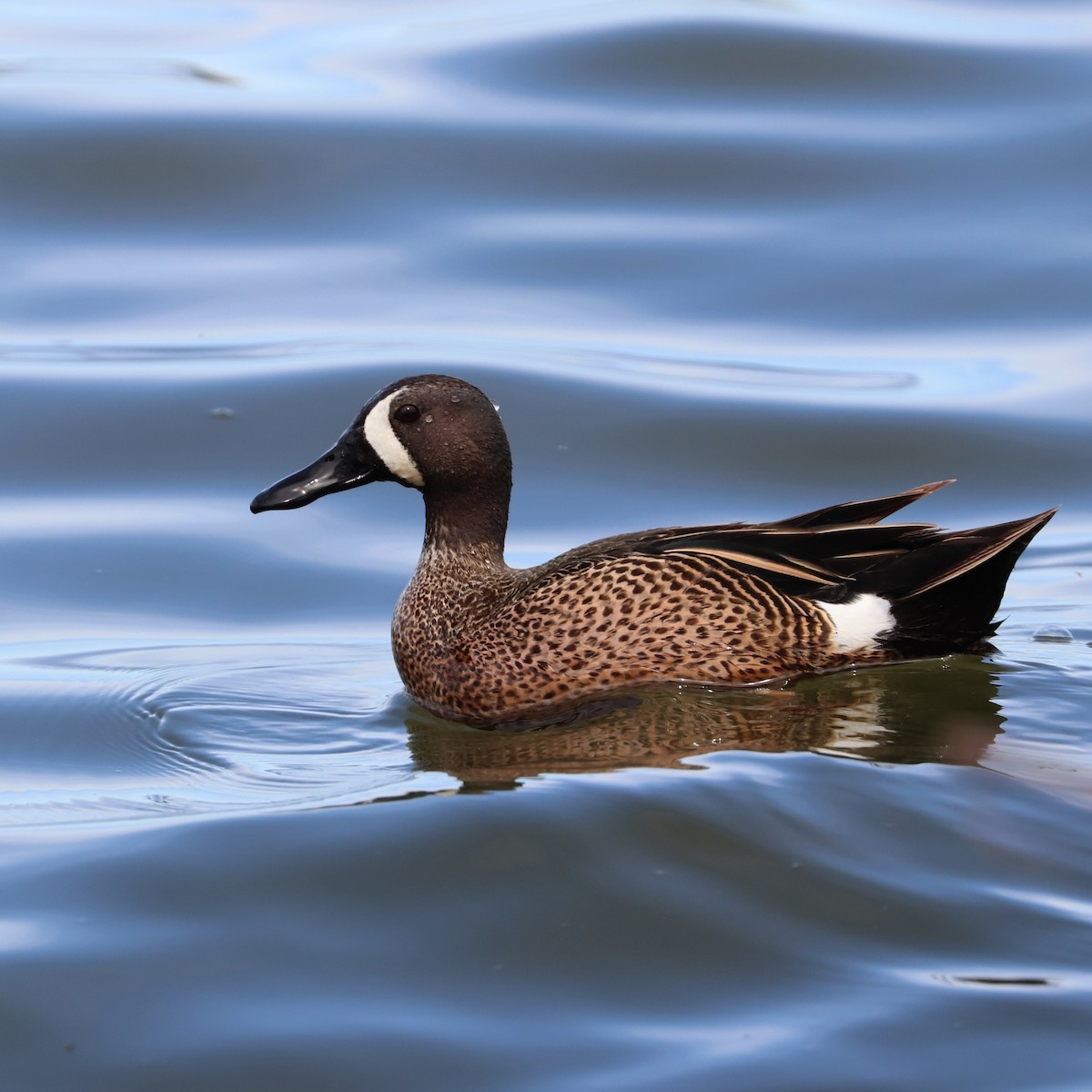 Blue-winged Teal - ML617416351