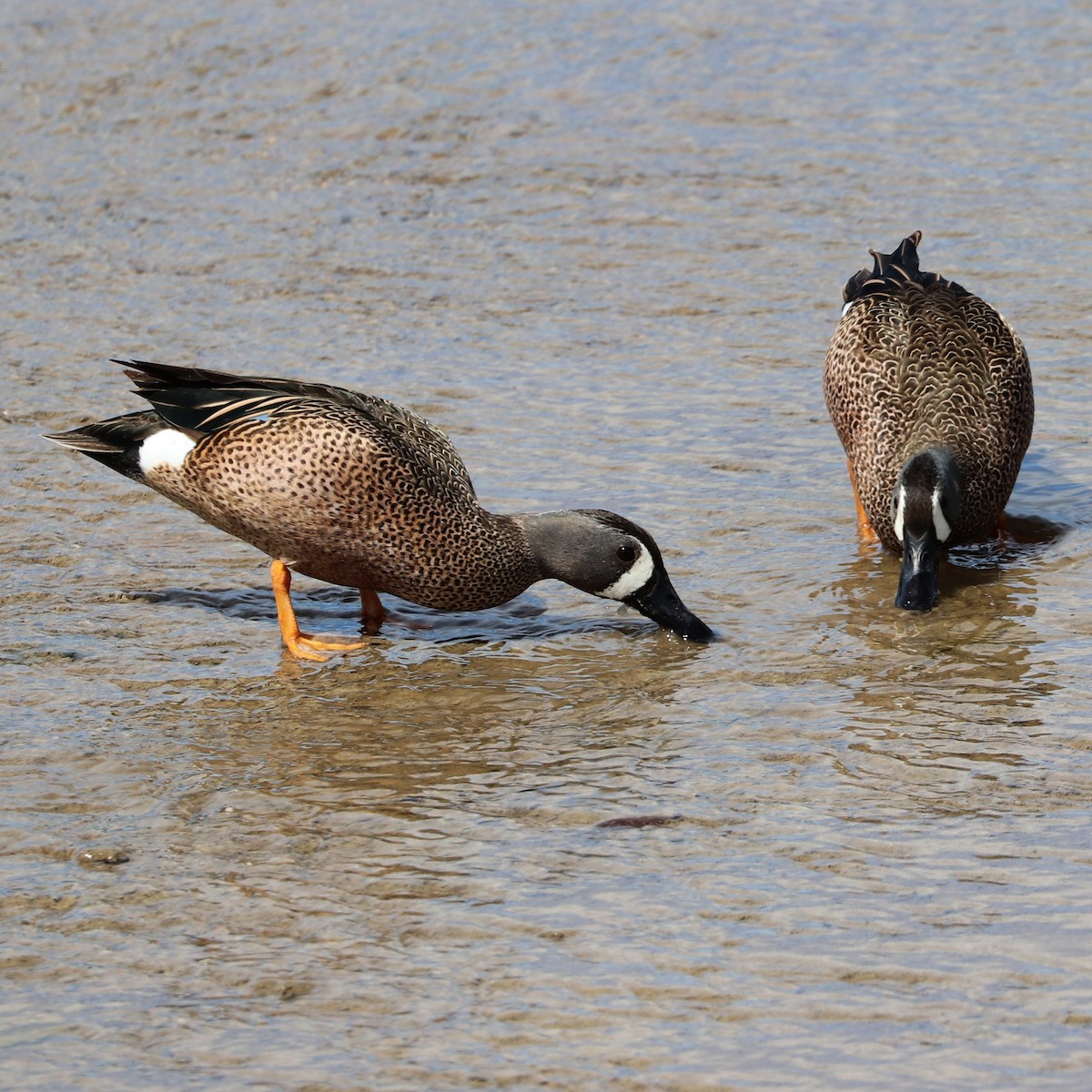 Blue-winged Teal - ML617416352