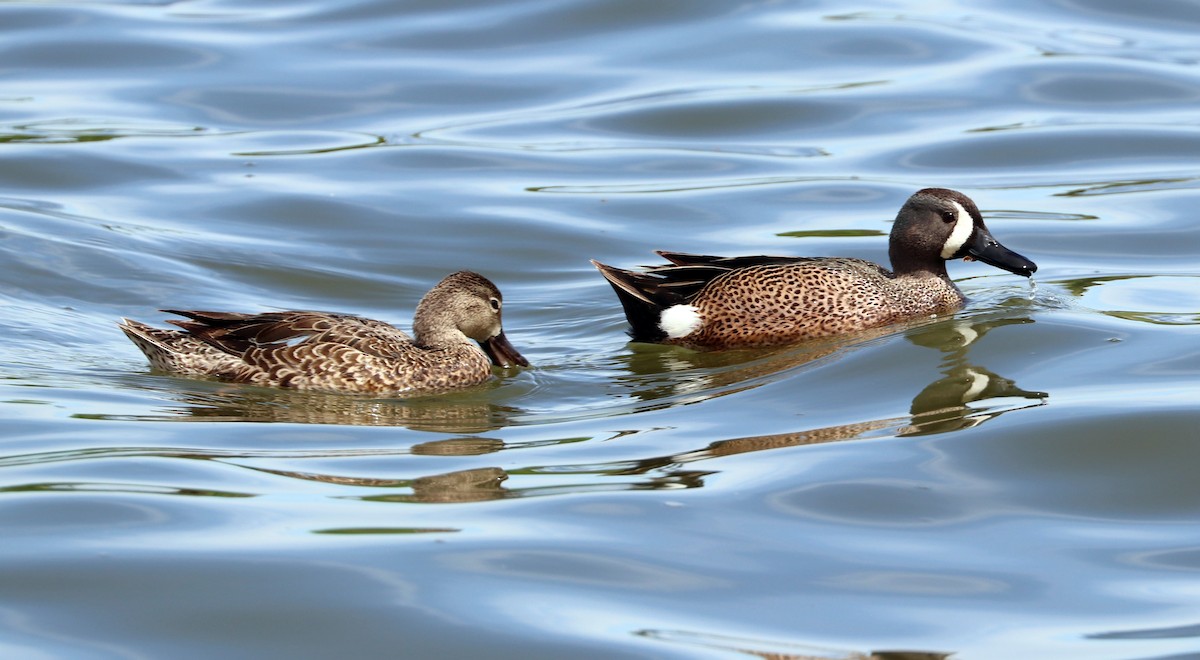 Blue-winged Teal - ML617416353