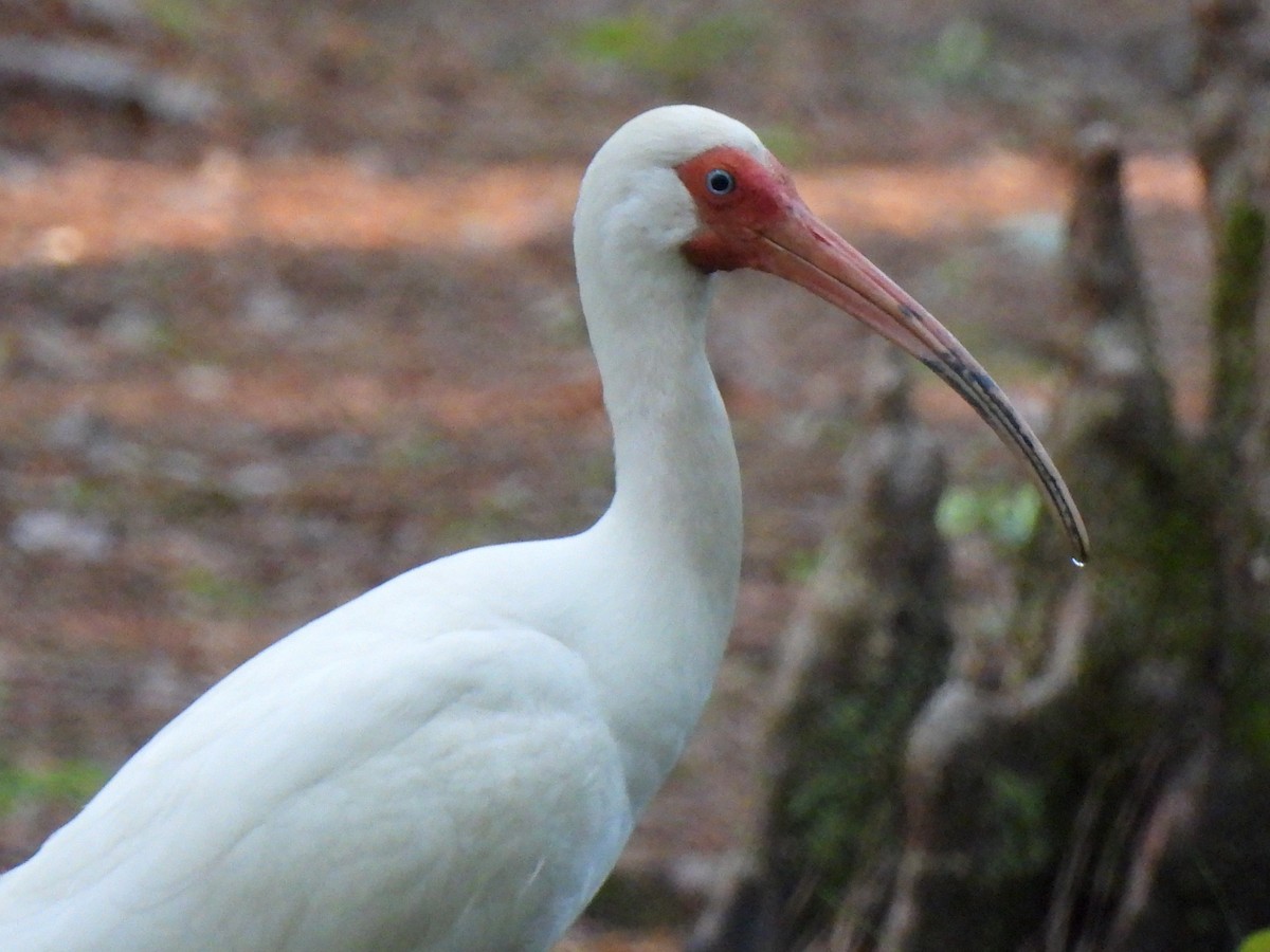 White Ibis - Jeff&Jenn Joffray