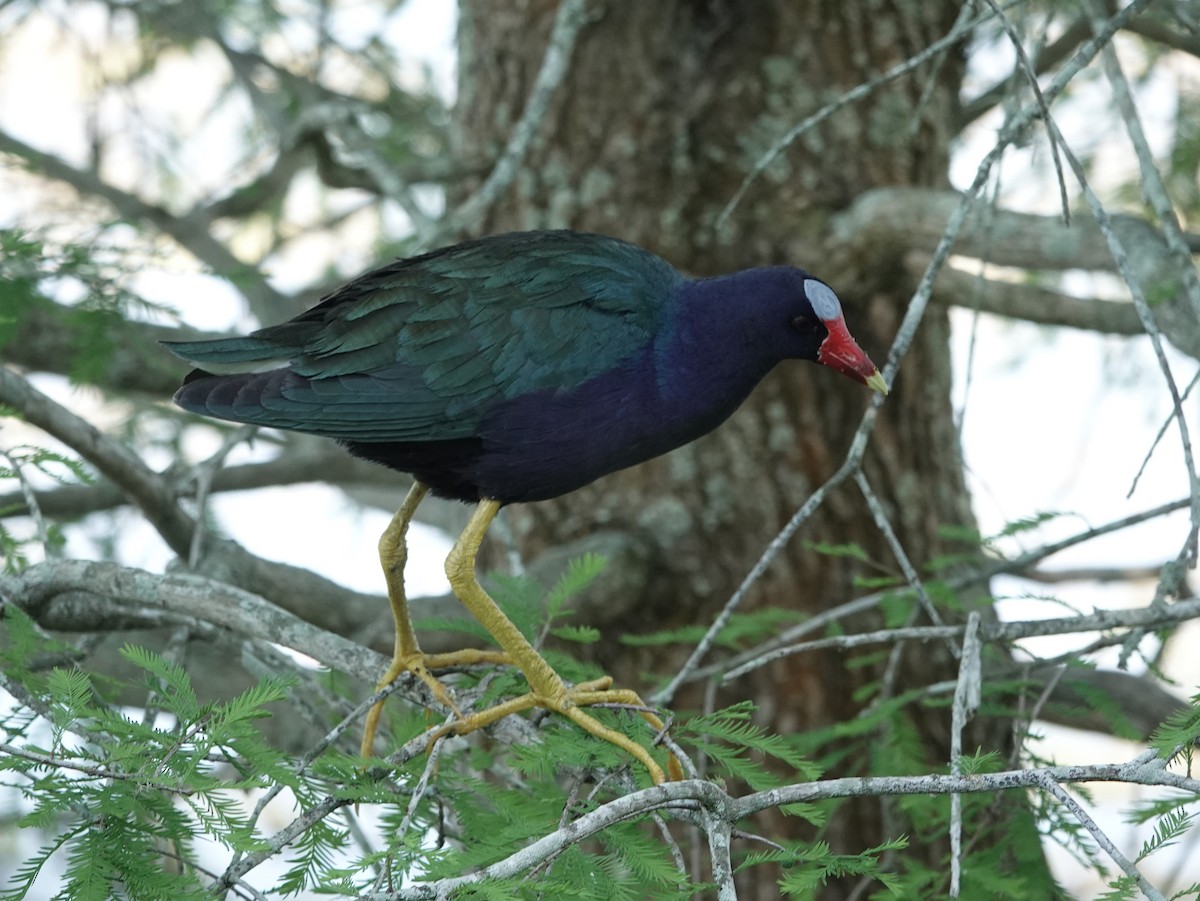 Purple Gallinule - ML617416386